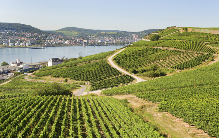 Weinberge in Rüdesheim, Deutschland