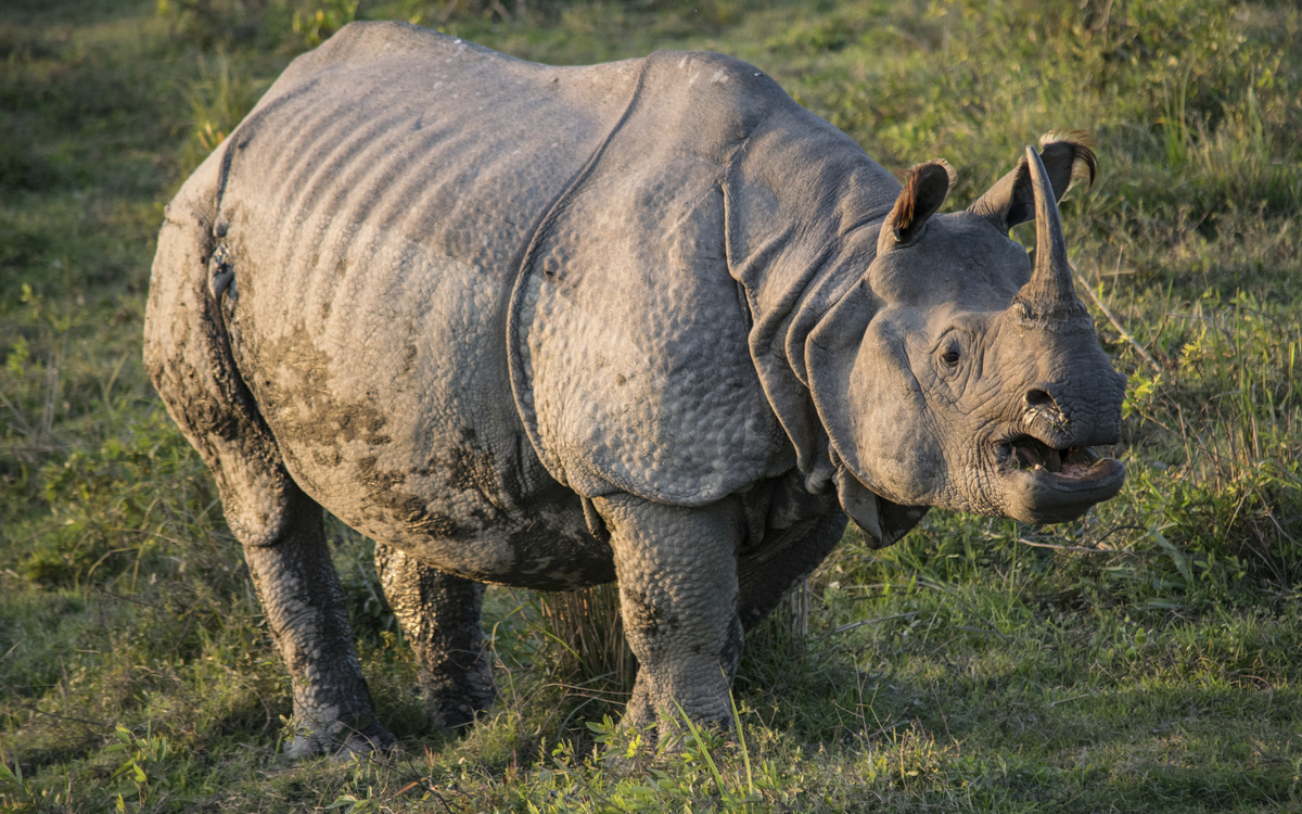 Kaziranga Nationalpark