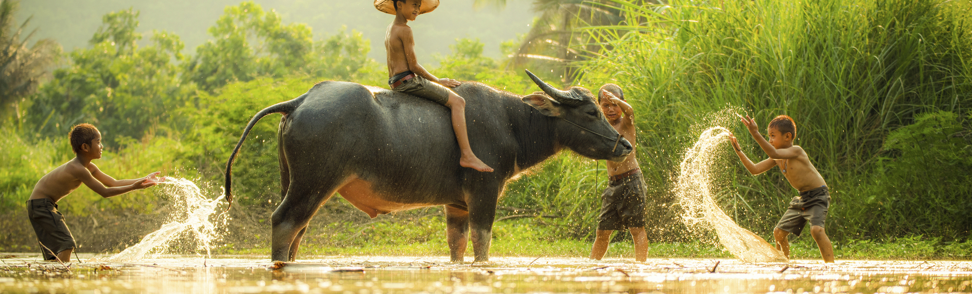 Kinder auf dem Büffel, Vietnam