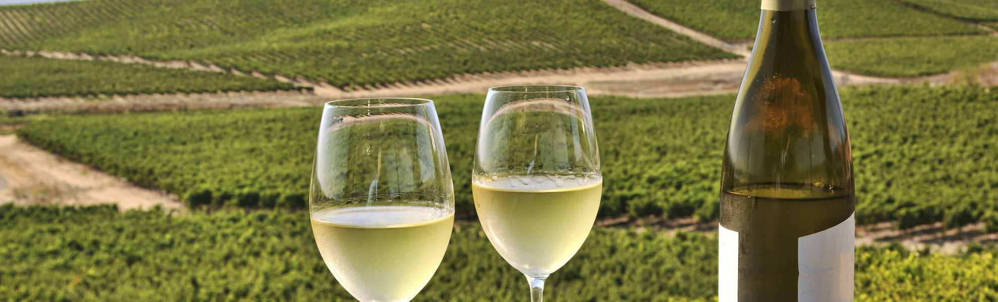 Verkostung in den Weinbergen