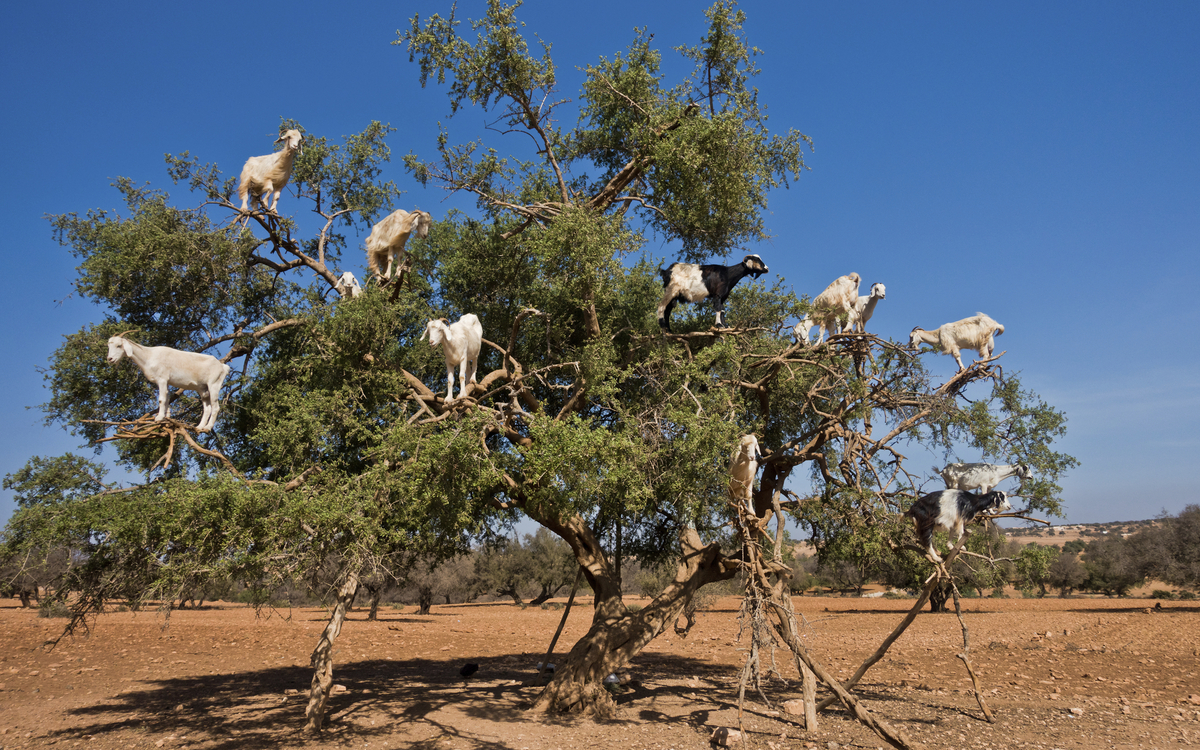 Ziegen auf einem Baum in Marokko