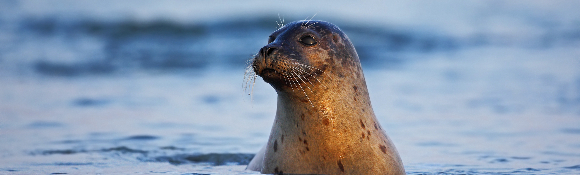 Robbe bei Helgoland, Deutschland