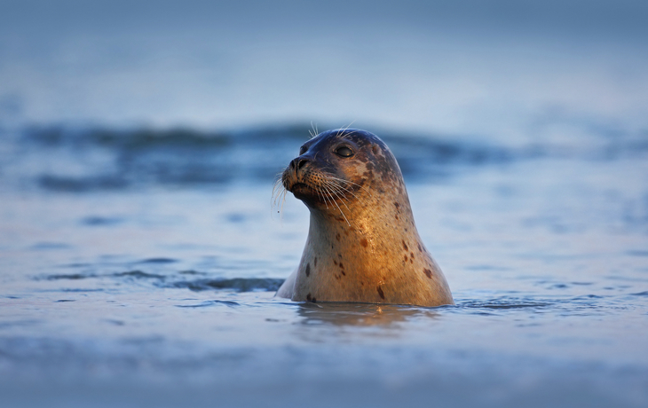 Robbe bei Helgoland, Deutschland