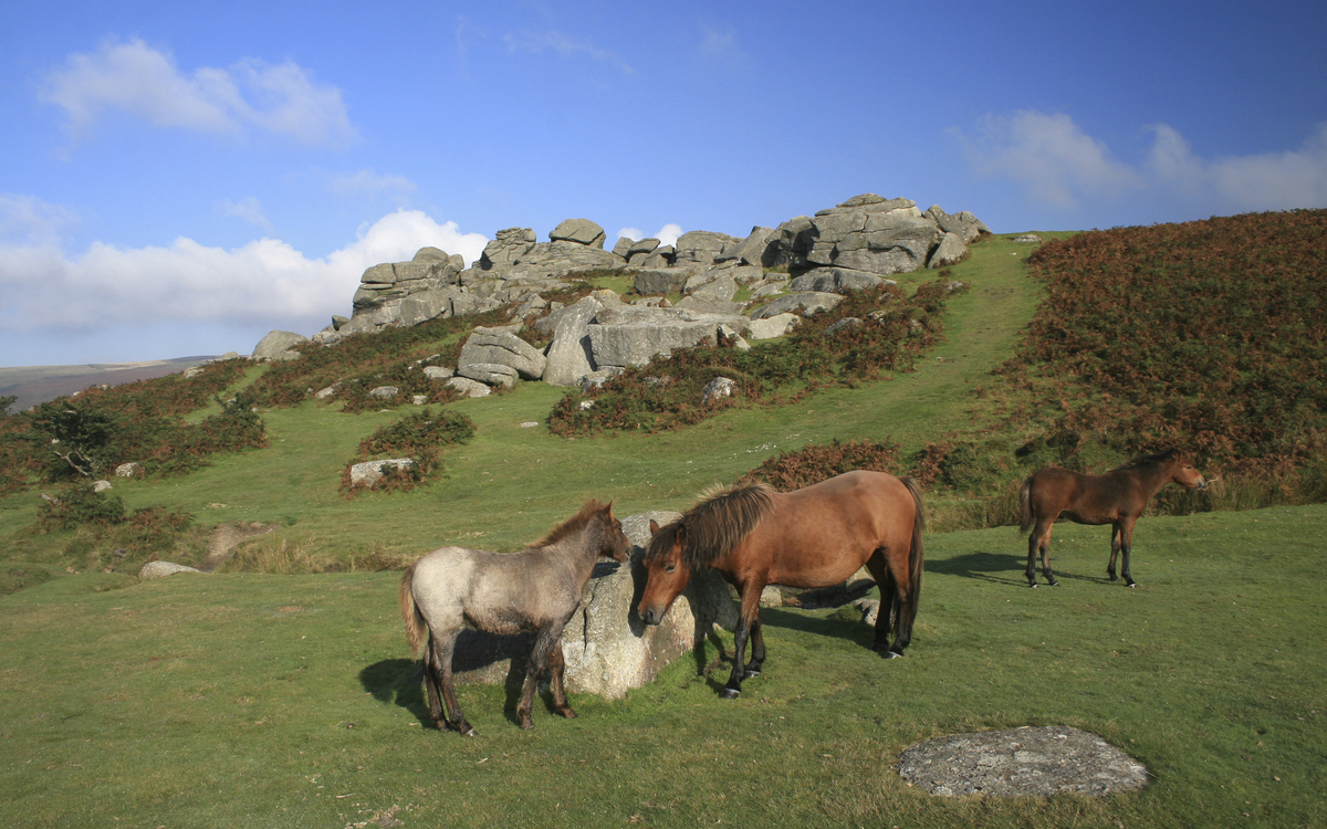 Nationalpark in Dartmoor, England