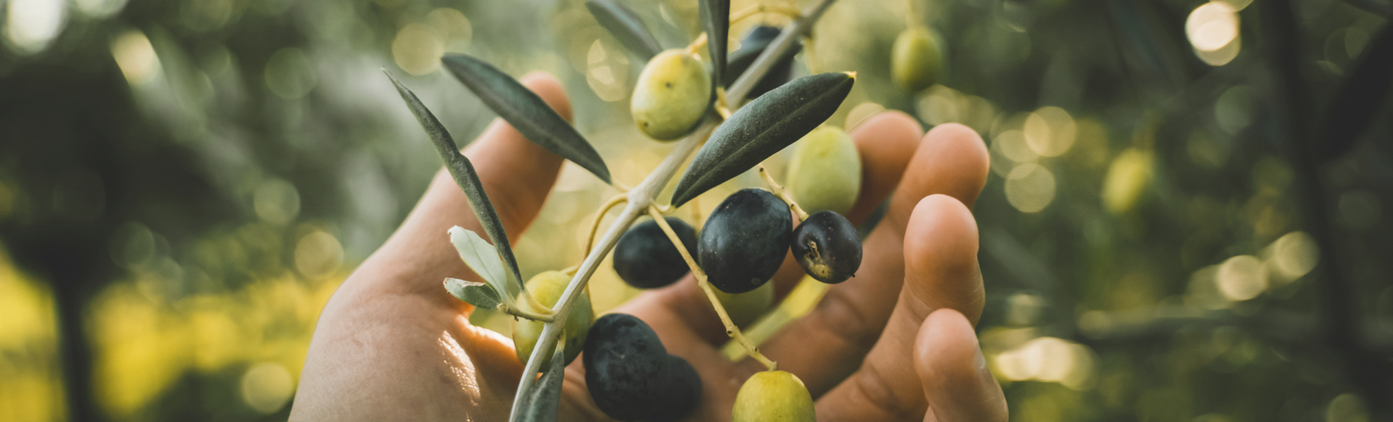 Oliven