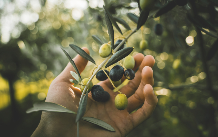 Oliven
