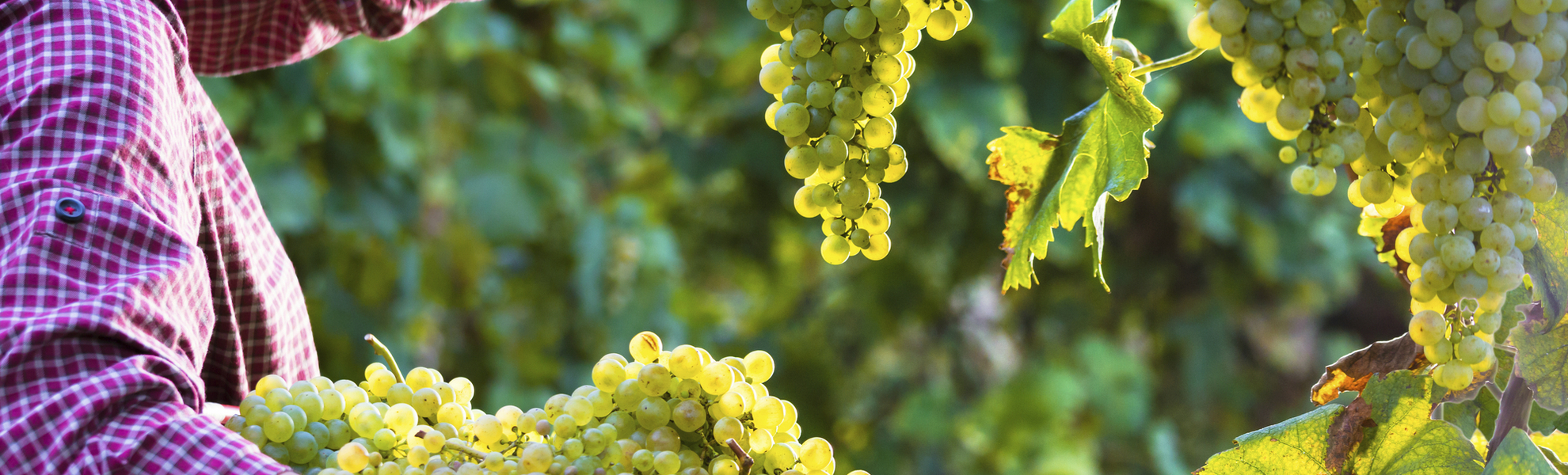 Weintrauben, Italien