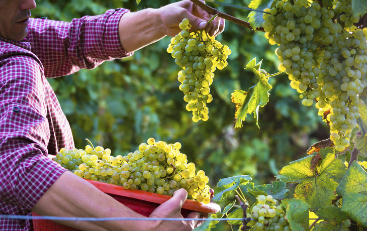 Weintrauben, Italien