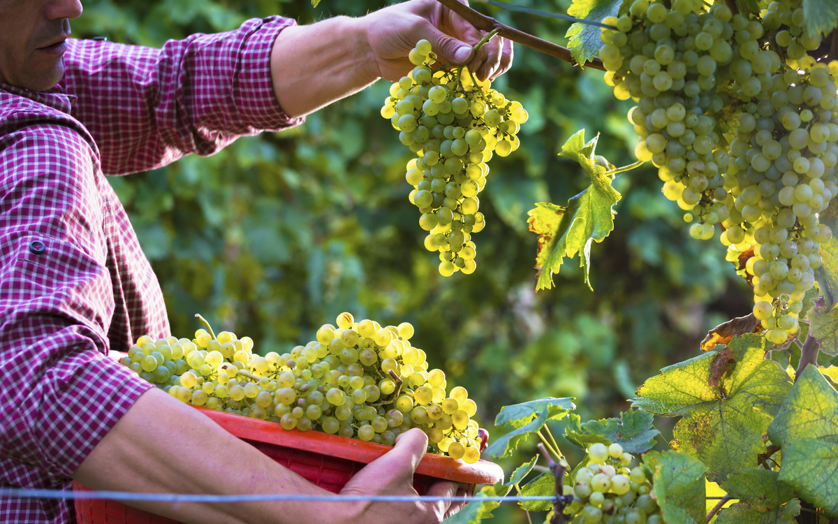 Weintrauben, Italien