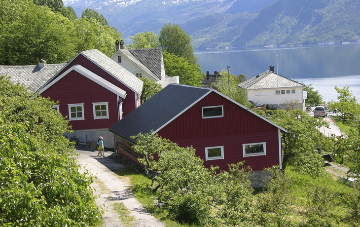 Obsthof im Hardangerfjord