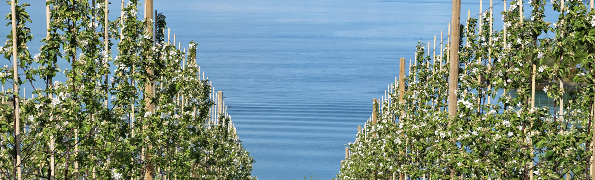 Hardangerfjord, Norwegen