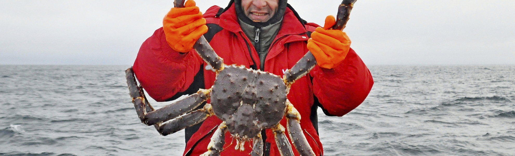 Königskrabben-Safari