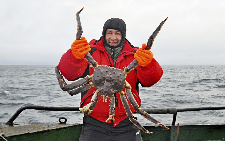 Königskrabben-Safari