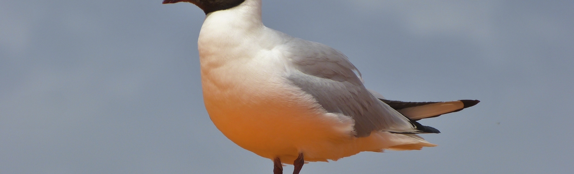 Möwein Helsinki, Finnland