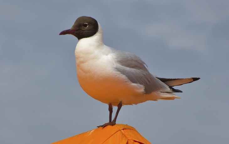 Möwein Helsinki, Finnland
