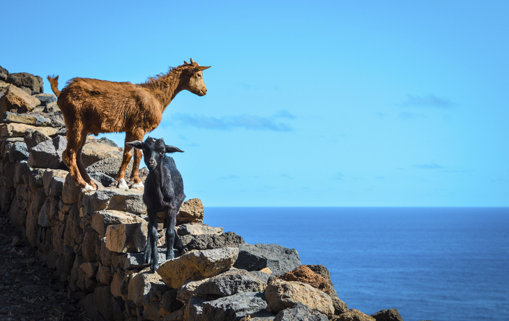 Ziegen auf dem Berg Santo Antao, Kapverden