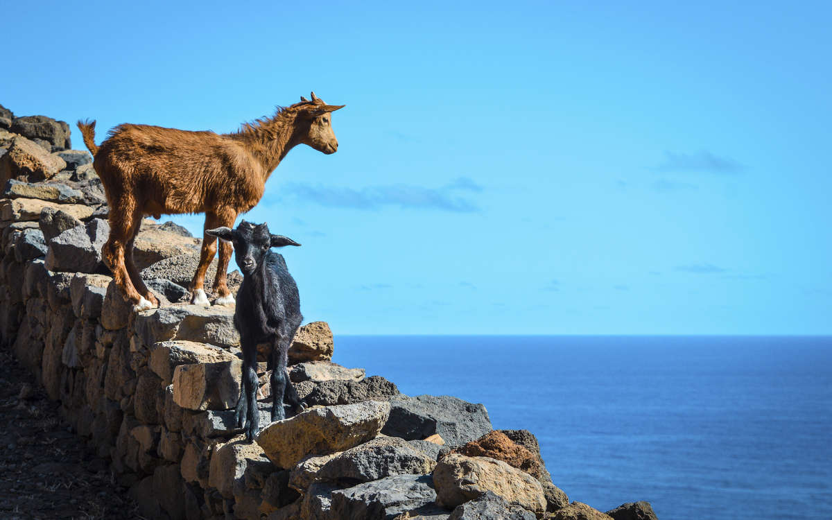 Ziegen auf dem Berg Santo Antao, Kapverden