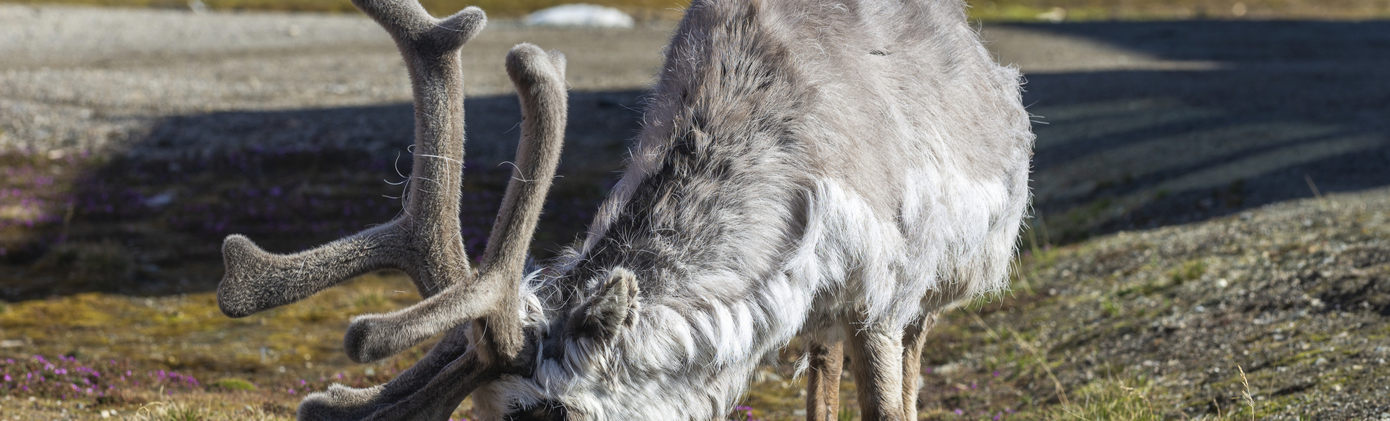 Ny Alesund, Spitzbergen