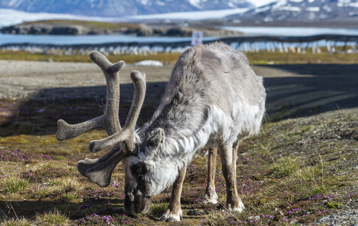 Ny Alesund, Spitzbergen