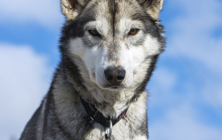 Tromso, Zu Besuch bei den Huskies