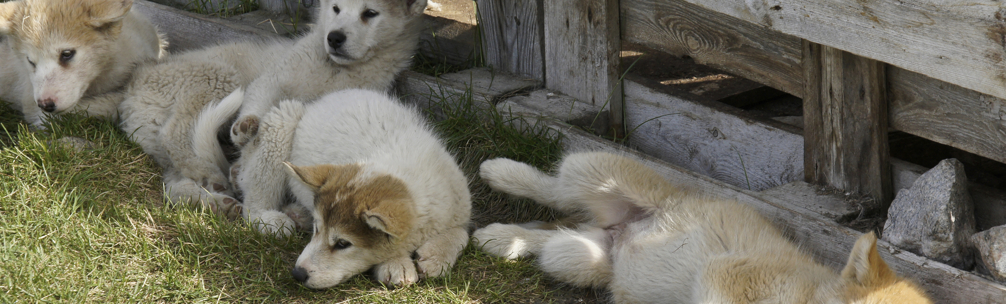 Welpen Schlittenhunde