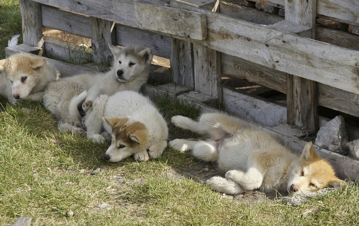 Welpen Schlittenhunde