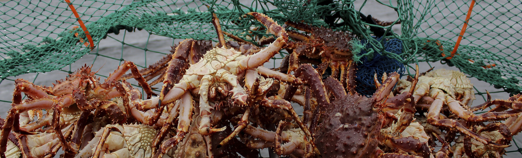 Königskrabben-Safari