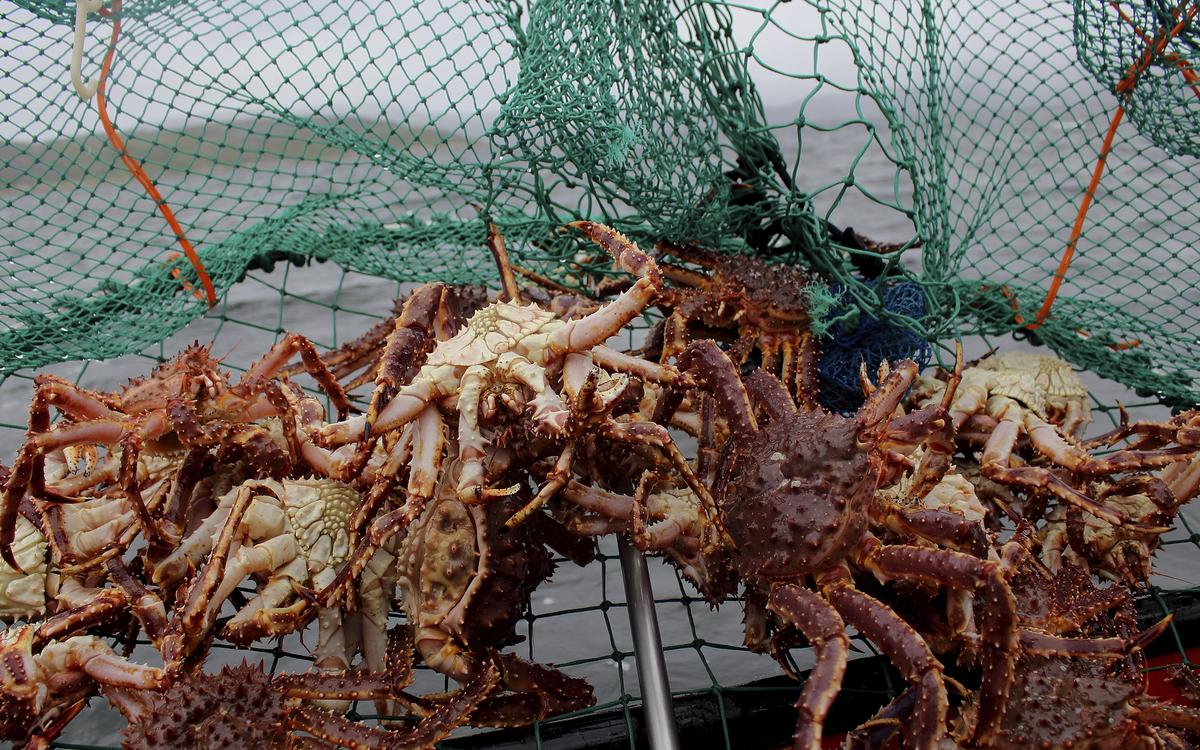 Königskrabben-Safari