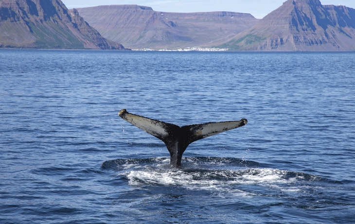 Wale in Isafjordur