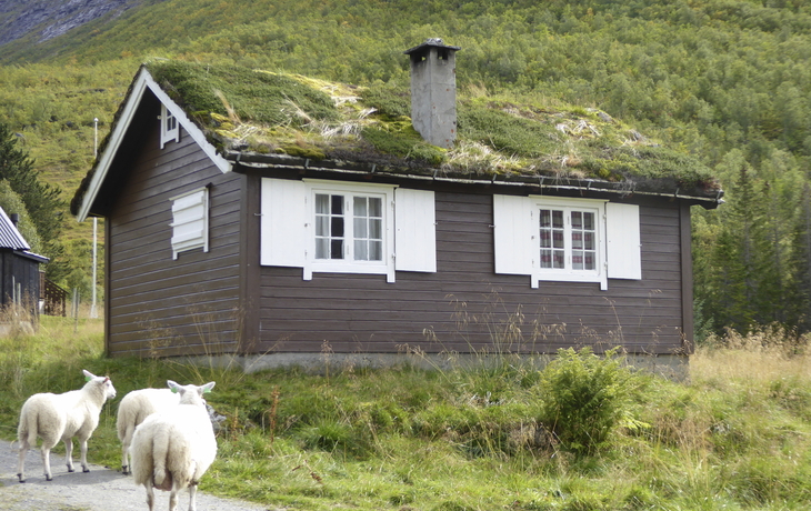 Schafherde auf der Fahrt zum Trollstigen