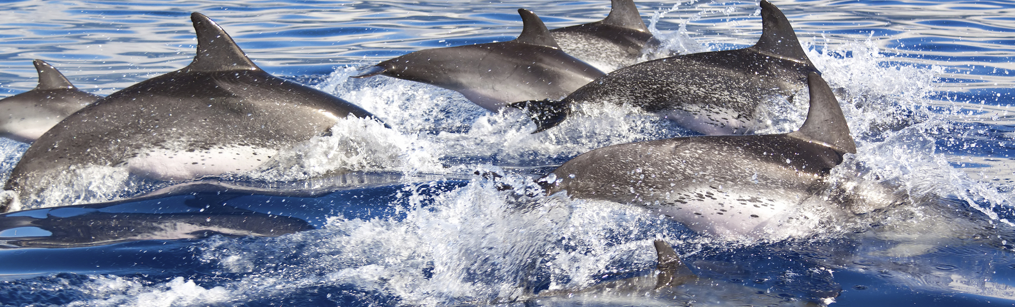 Delphinbeobachtung