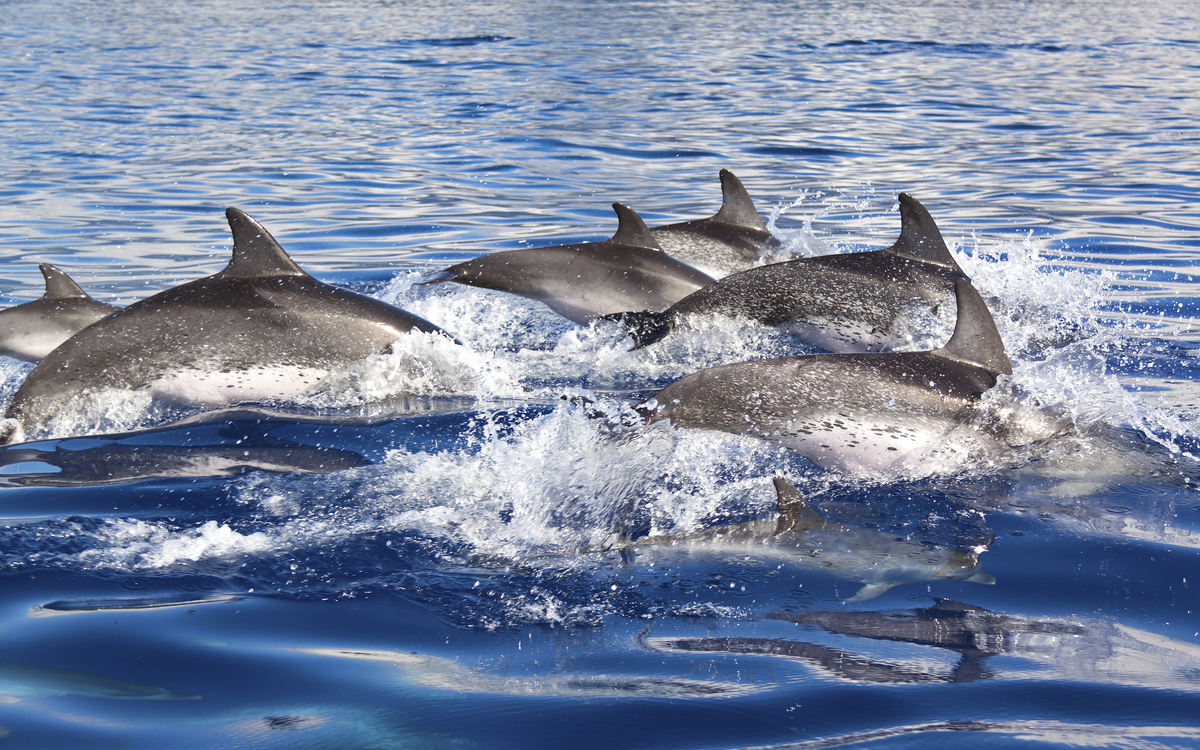 Delphinbeobachtung