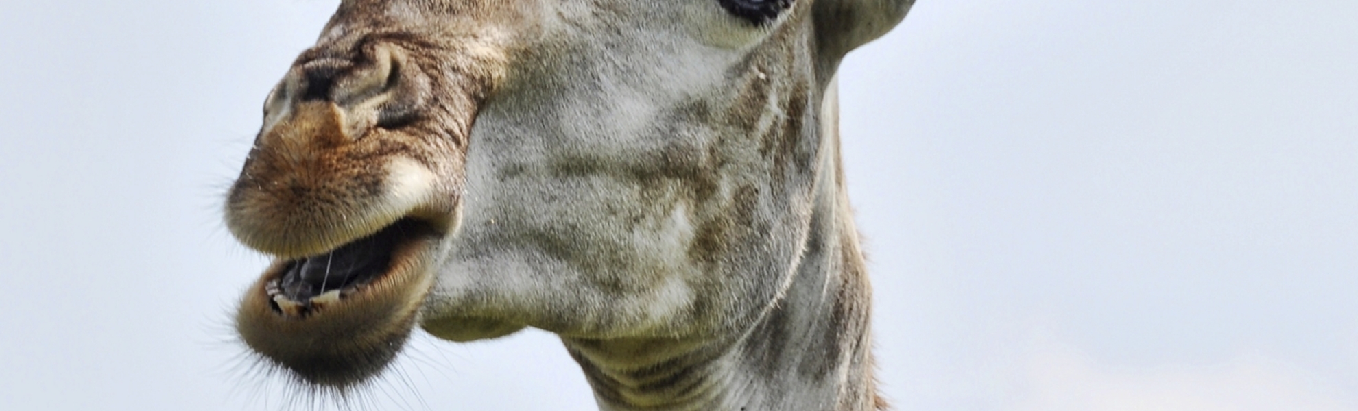 Giraffe in Durban, Südafrika