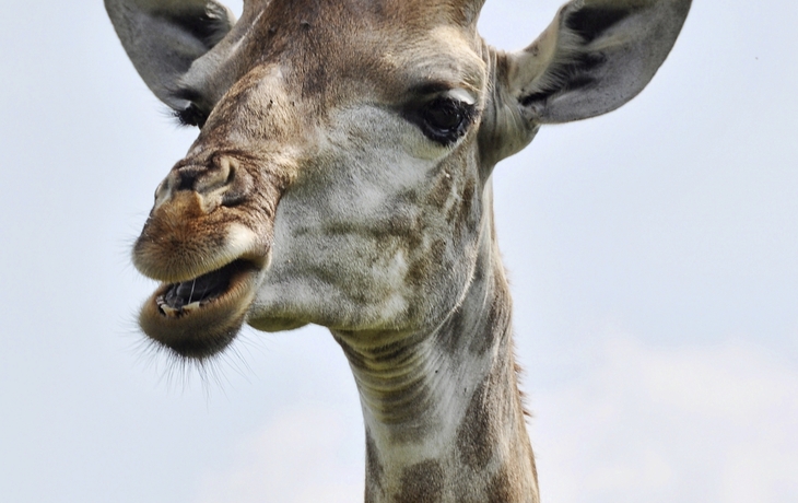 Giraffe in Durban, Südafrika