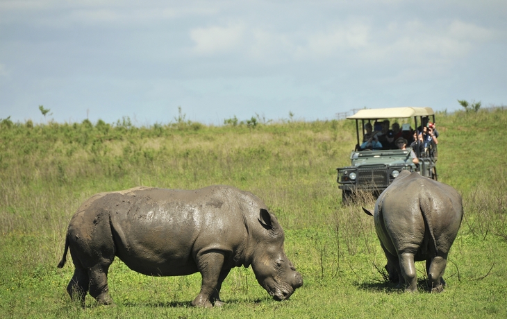 Nilpferde in Südafrika