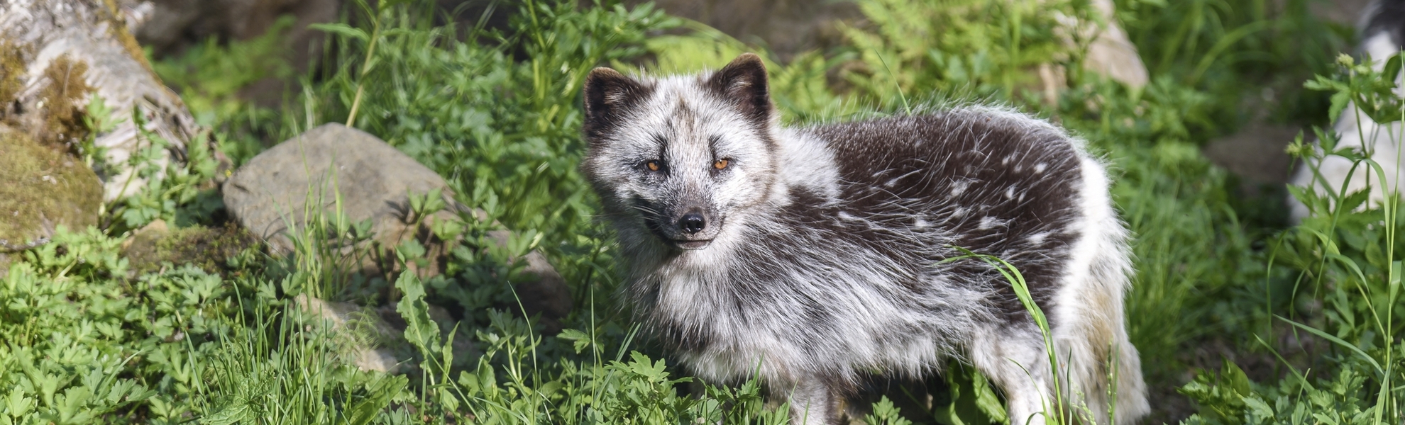 Polarfuchs