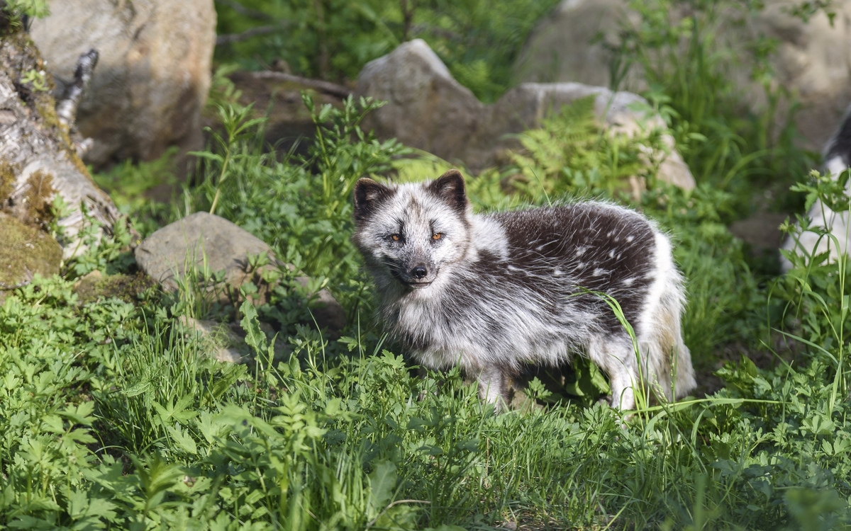 Polarfuchs