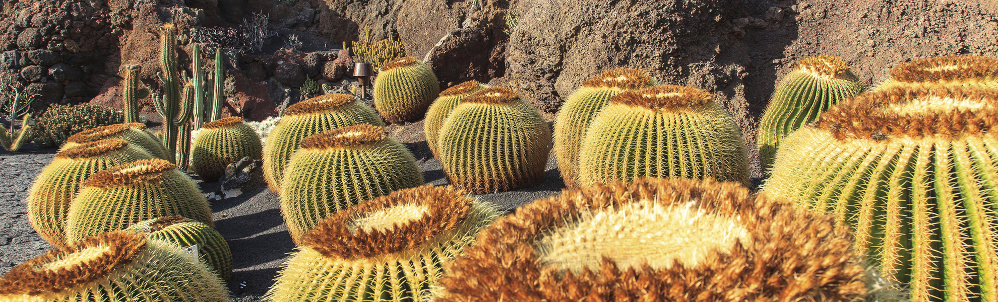 Kakteen in Kanaren