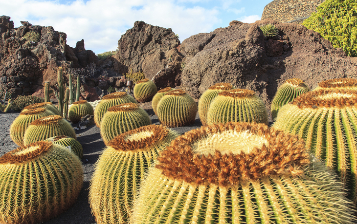 Kakteen in Kanaren