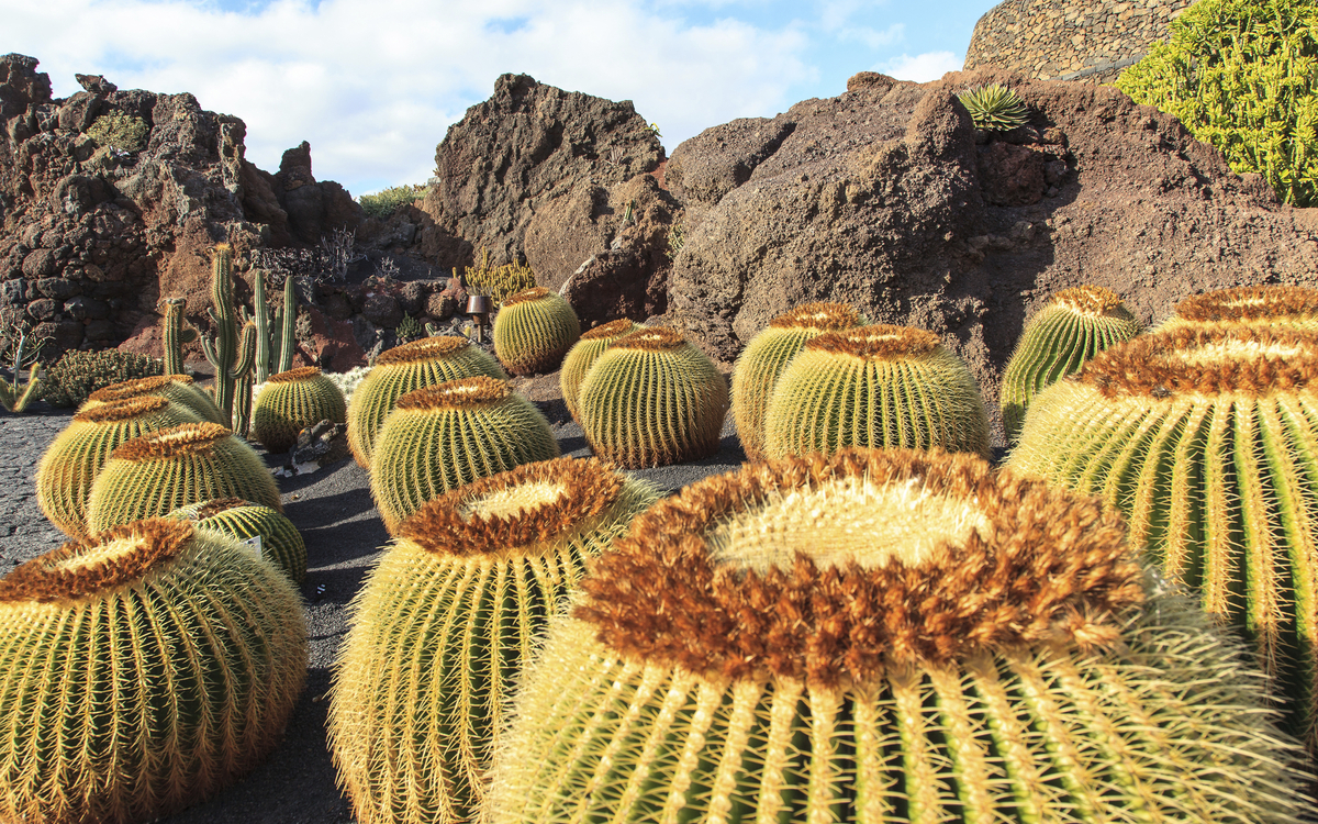 Kakteen in Kanaren