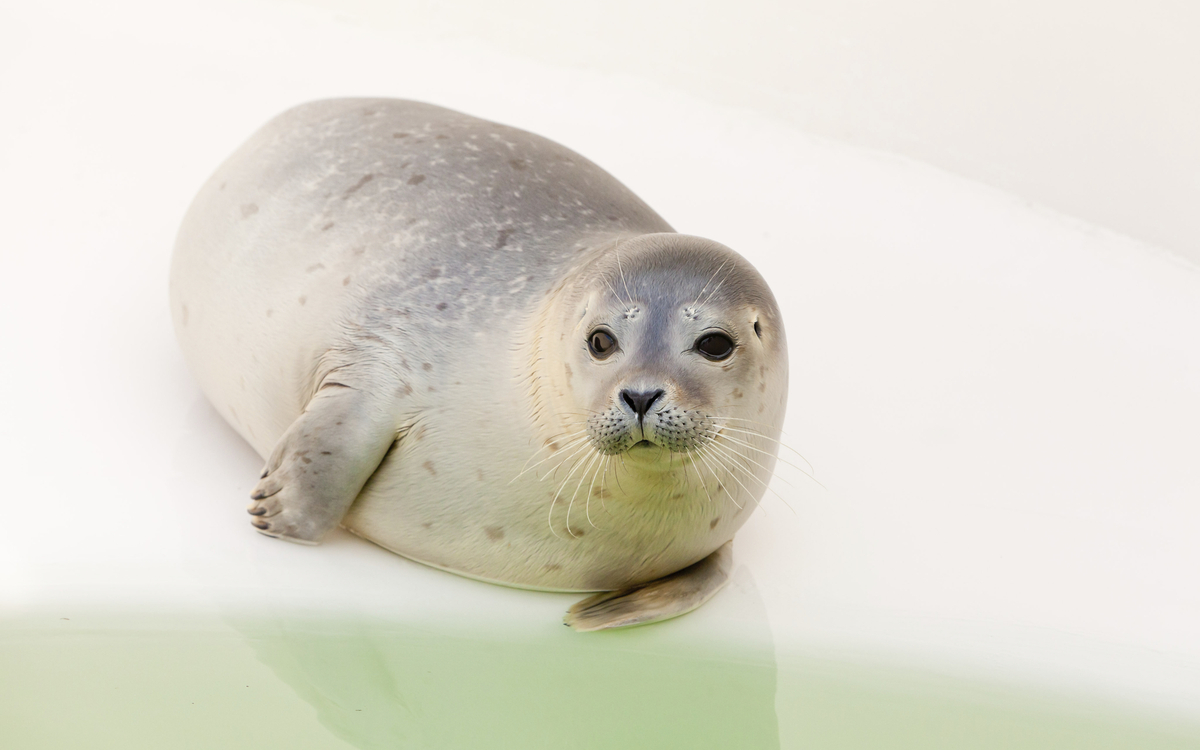 Ecomare auf Insel Texel, Niederlande