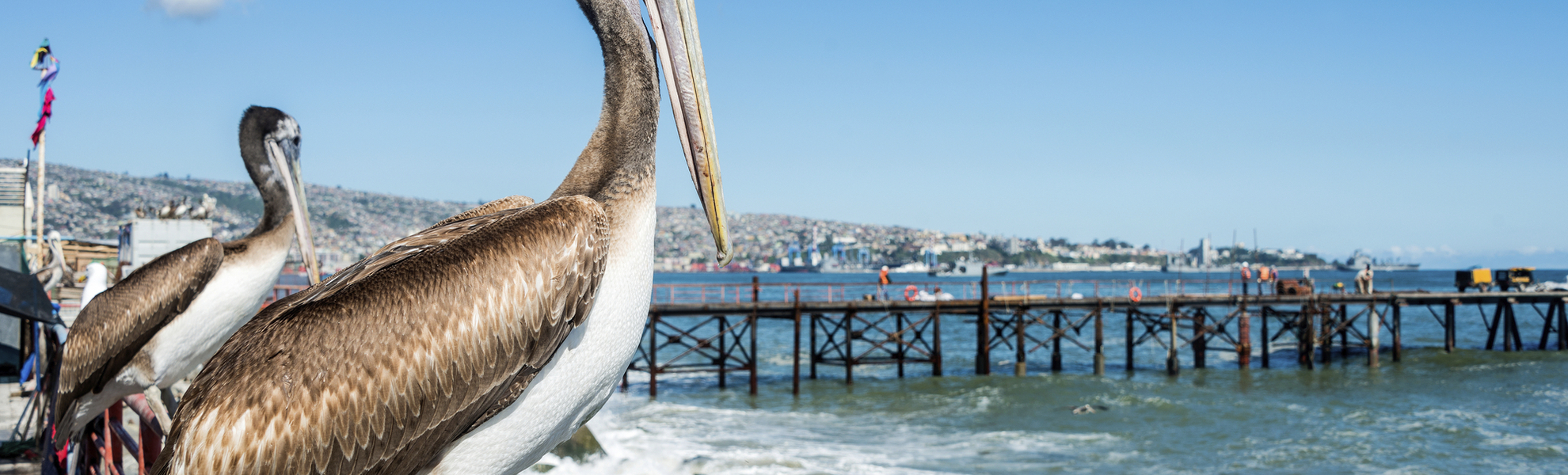 Pelikan an der Küste von Valparaiso, Chile