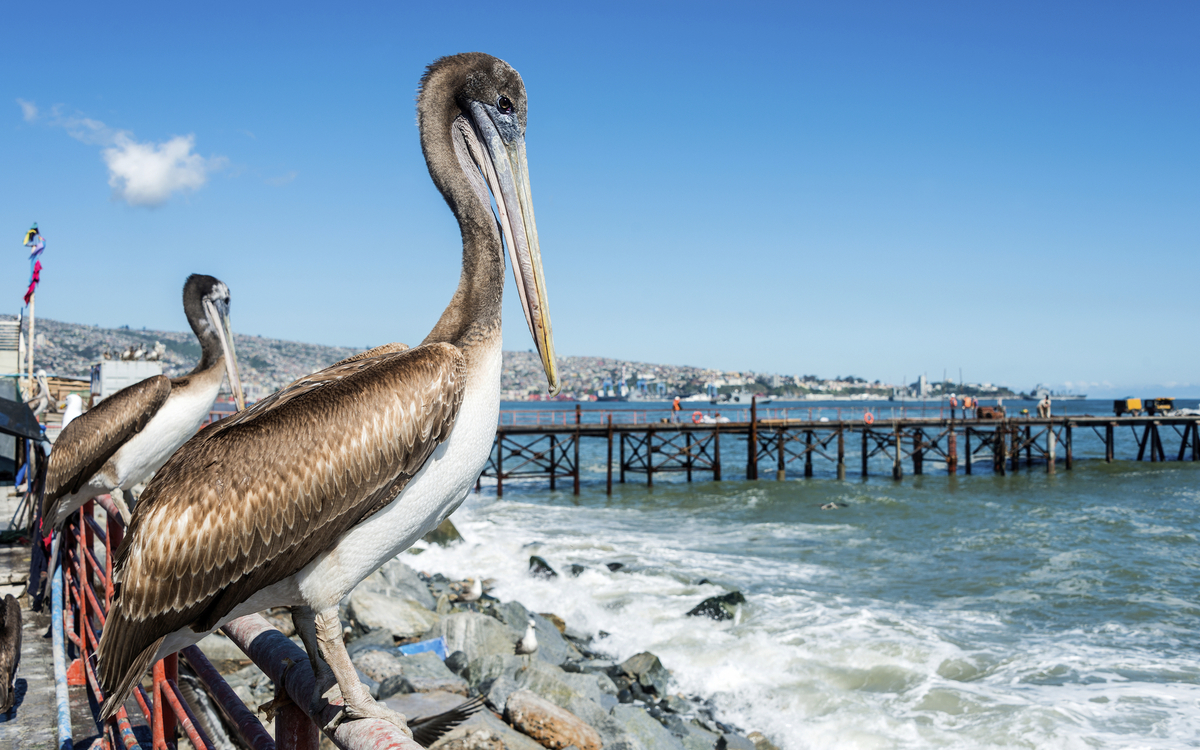 Pelikan an der Küste von Valparaiso, Chile