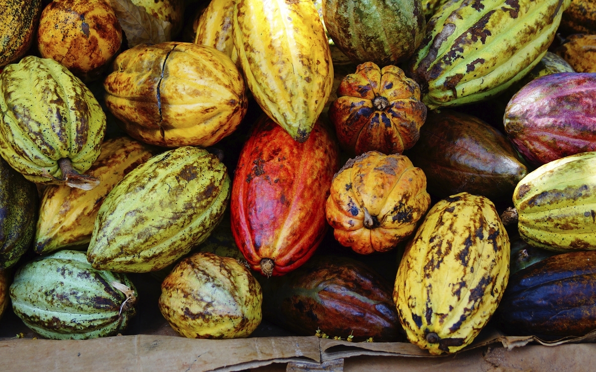 Kakao Frucht