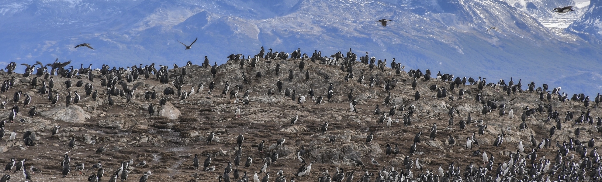 Ushuaia, Pinguinkolonie