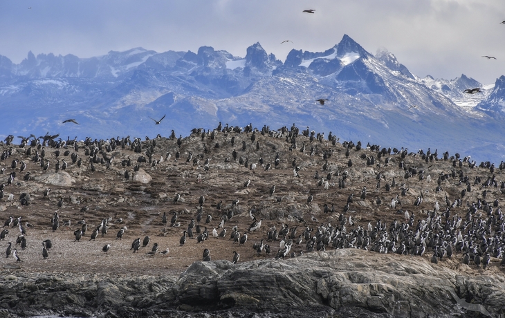 Ushuaia, Pinguinkolonie