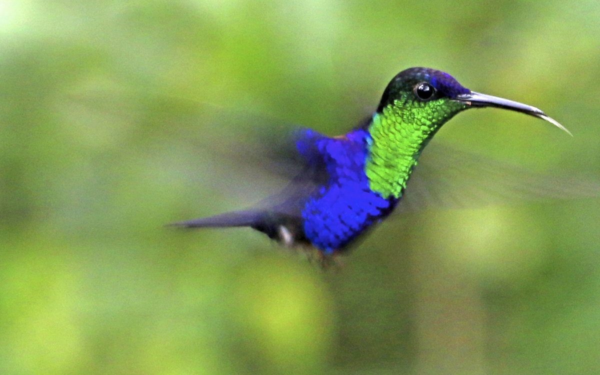 Kolibri in Costa Rica