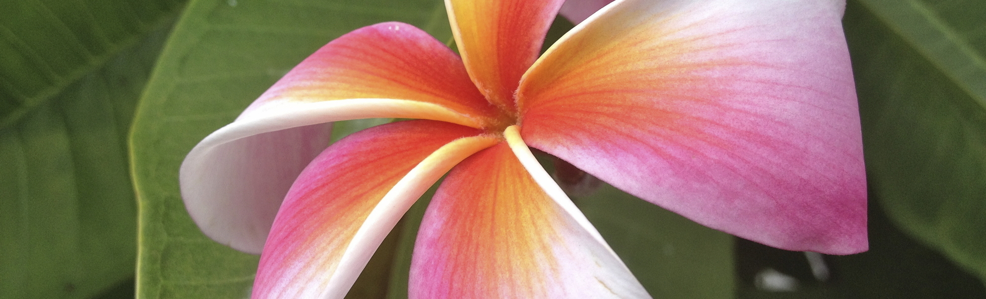 Bunte Frangipani Blume