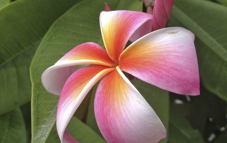 Bunte Frangipani Blume