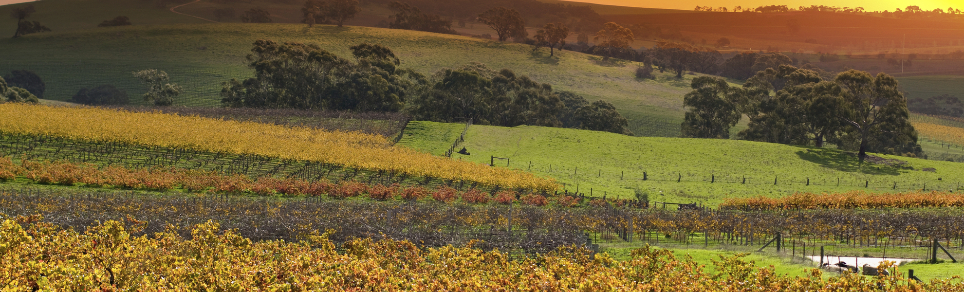 Barossa-Tal in Adelaide, Australien